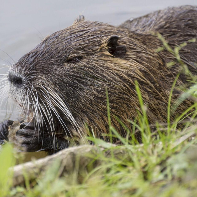 Barska nutrija jedna je od invazivnih vrsta u našoj zemlji