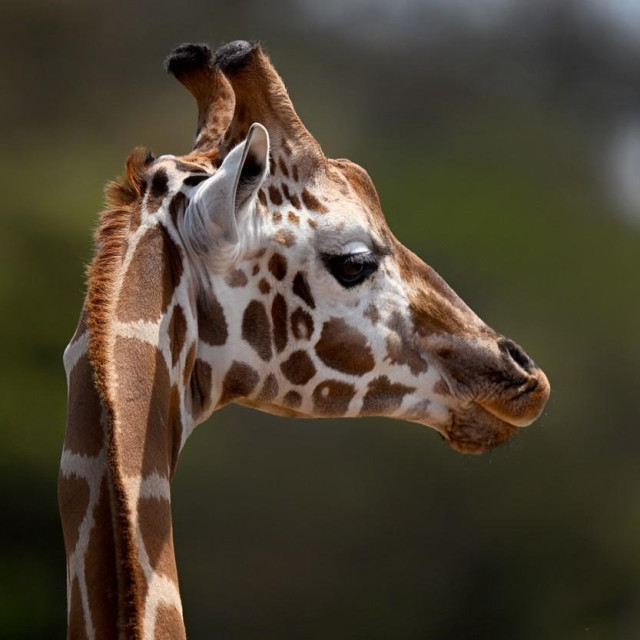 Ilustrativna fotografija