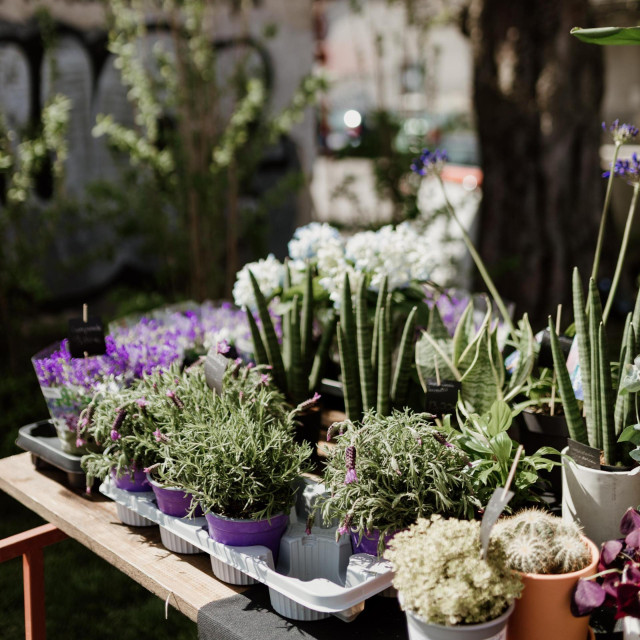 Plant market Branimirac 2025.