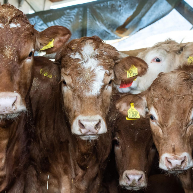 - 2022. U FOTOGRAFIJAMA CROPIX-A -

Karlovac, 210322.
PPK Karlovacka mesna industrija, farma krava.