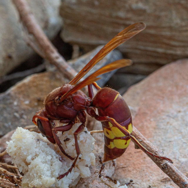 Orijentalni stršljen