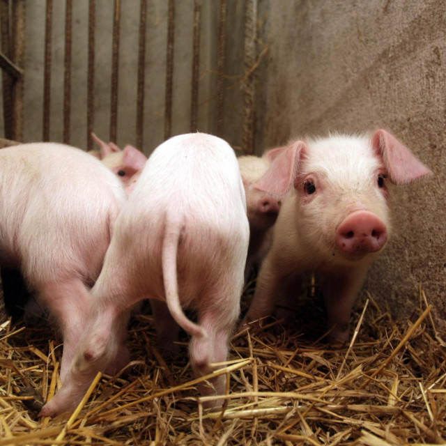 Hrvatska je 2012. godine proizvodila 1,2 milijuna svinja, pri čemu je udio uvoza bio 59 posto. U prošloj godini naša je proizvodnja bila na 870.000 svinja, a udio uvoza 141 posto