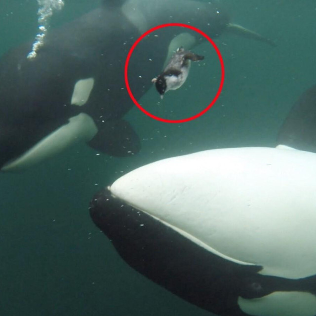 Orke, ilustrativna fotografija