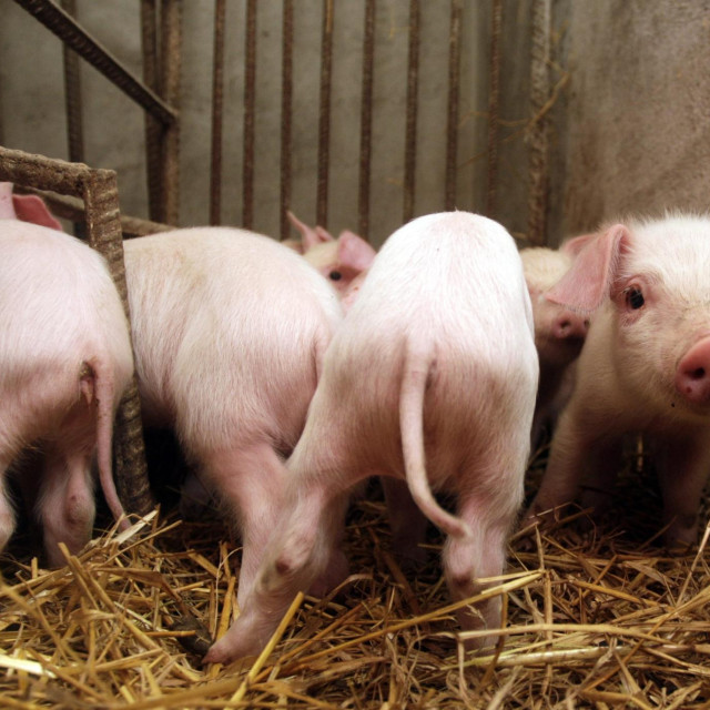 Ilustrativna fotografija