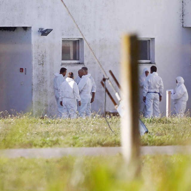 Afrička svinjska kuga, kako joj samo ime kaže, dolazi iz Smedereva