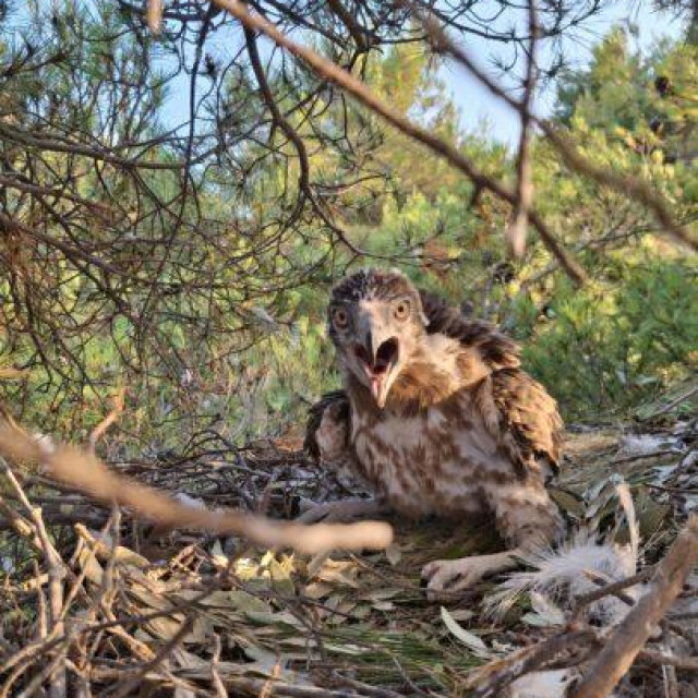 Đuro u gnijezdu, 24. lipnja
 
