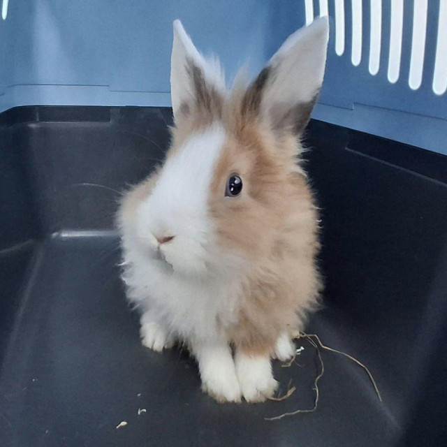 Kunić iz Novog Brestja