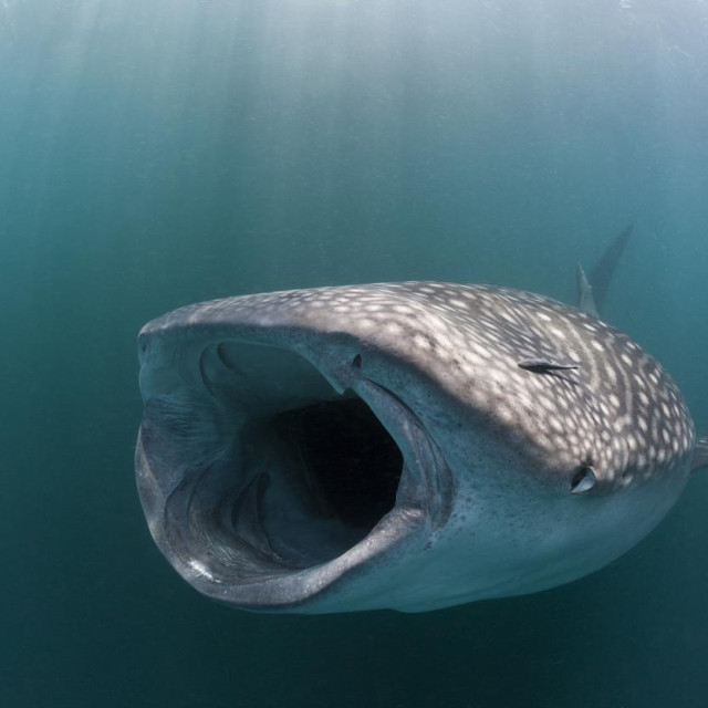 Kitopsina, ilustrativna fotografija