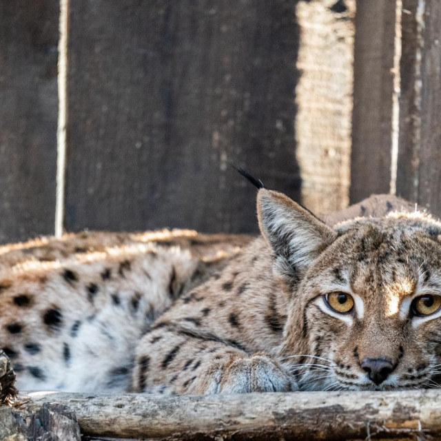 Ris, ilustrativna fotografija