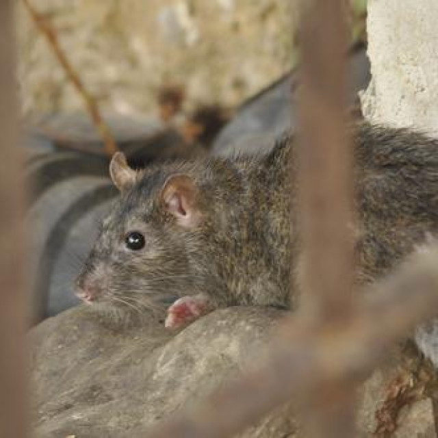 Ilustrativna fotografija