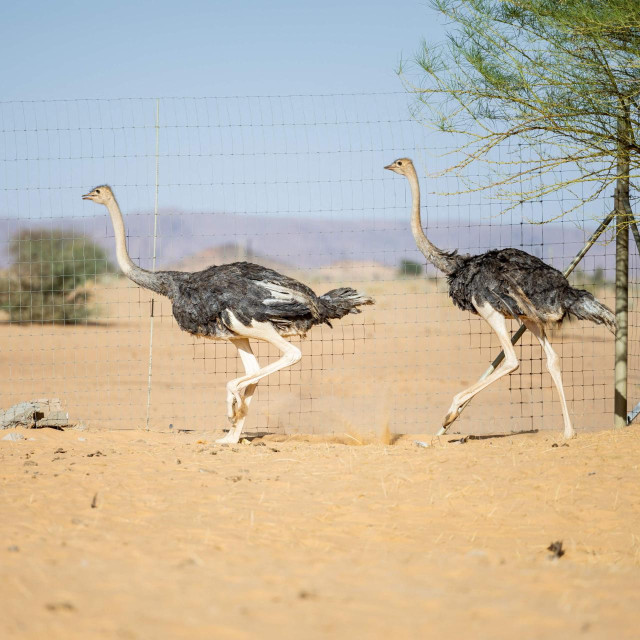 Nojevi, ilustrativna fotografija