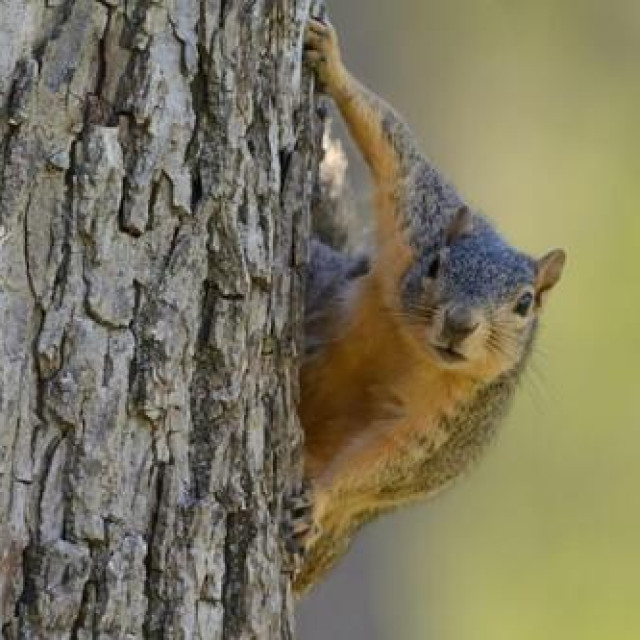 Ilustrativna fotografija