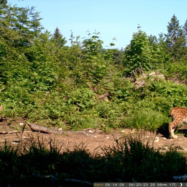 Ris Osinjak, ilustrativna fotografija