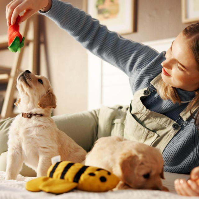 Toys, playing and woman with puppy in home for learning, development and bonding after adoption. Pet owner, bedroom and person with Golden Retriever dog for relaxing, relationship and animal care.,Image: 1024956279, License: Royalty-free, Restrictions:, Model Release: no, Credit line: Yuri Arcurs/Alamy/Profimedia