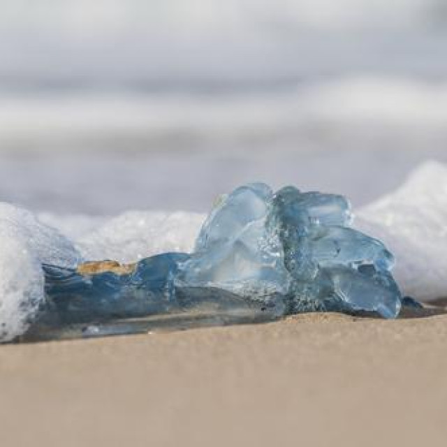 Ilustrativna fotografija