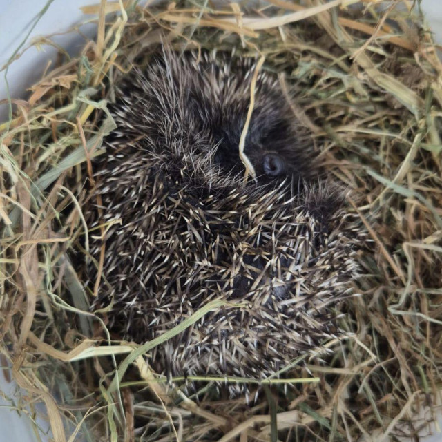 Oporavilište za divlje životinje