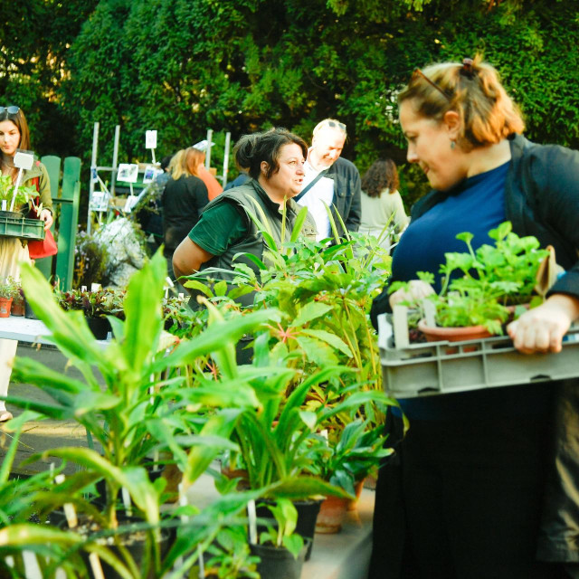 Prošlogodišnja rasprodaja biljaka