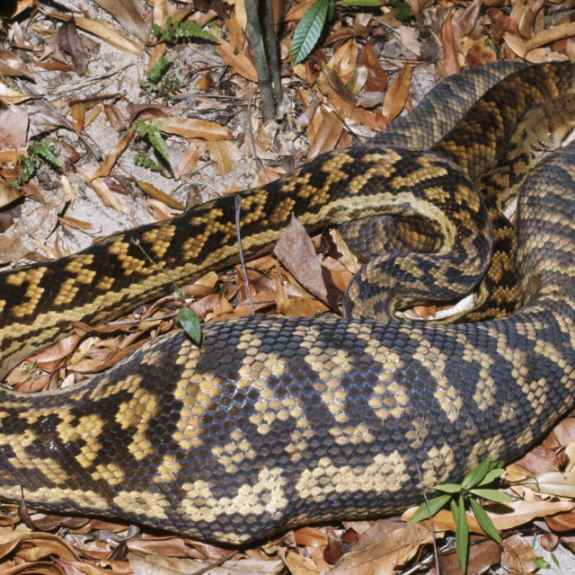 Ilustrativna fotografija