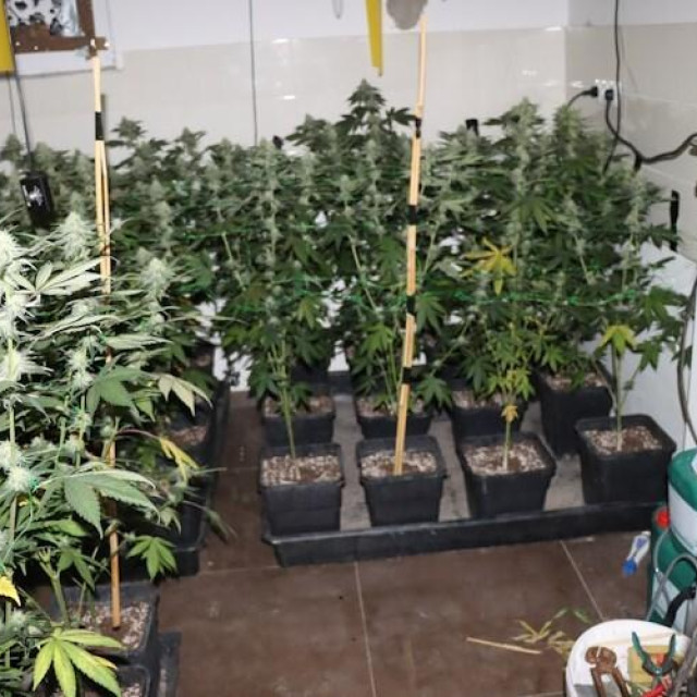 zaplijena stabljika konoplje na području Dugog Sela