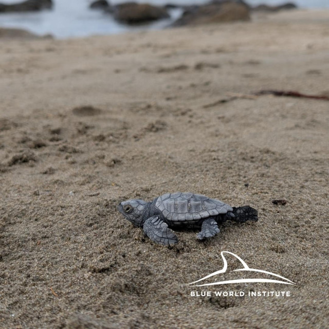 Jedna od malenih kornjača na Korčuli