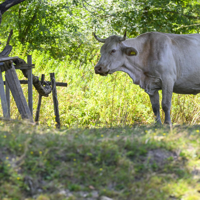 Ilustrativna fotografija