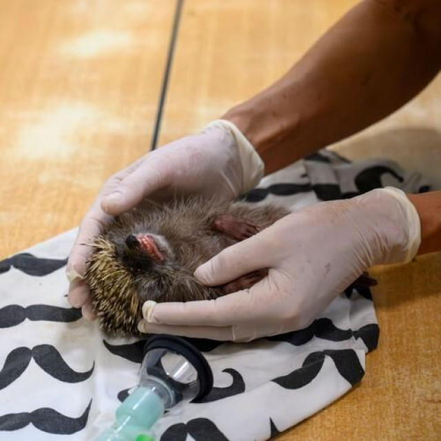 Ilustrativna fotografija