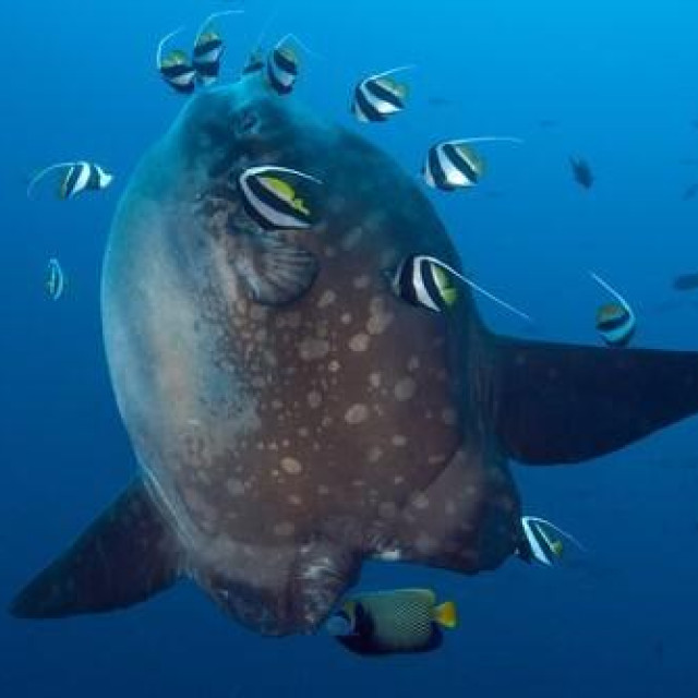 Veliki bucanj, ilustrativna fotografija