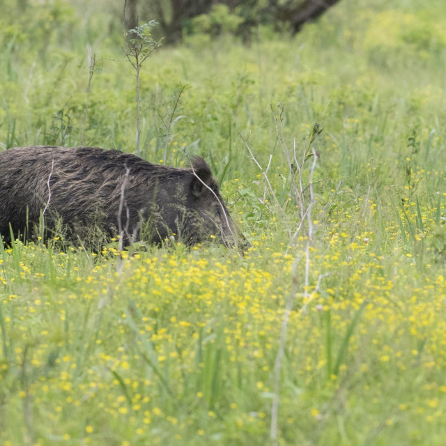 Divlja svinja, ilustracija