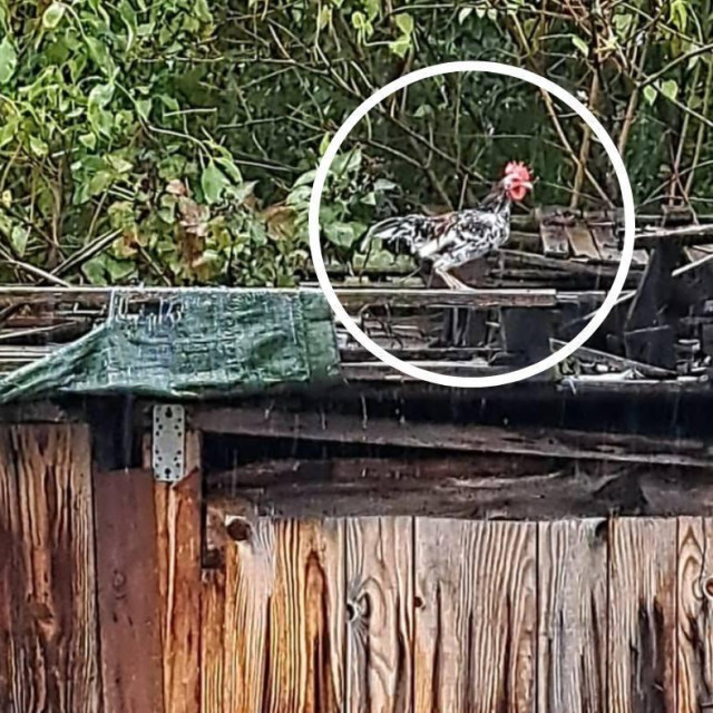 Prijatelji životinja