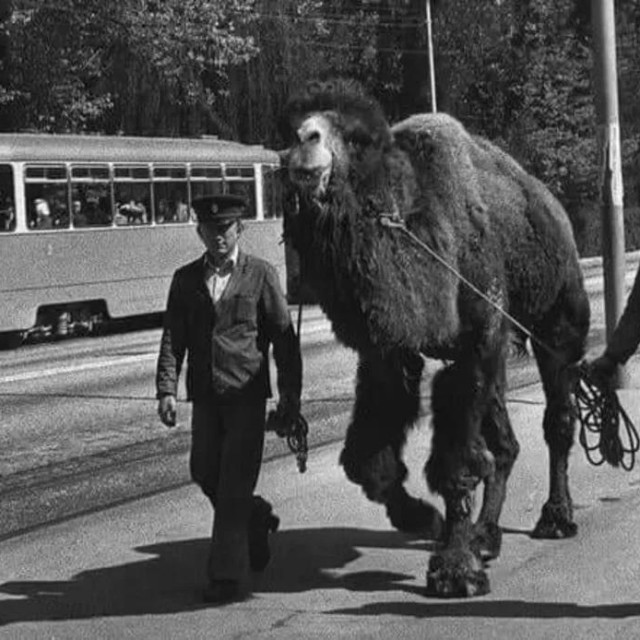 Iz knjige Divlja djeca Maksimira. Fotografija vjerojatno snimljena 60-ih ili 70-ih godina prošlog stoljeća.