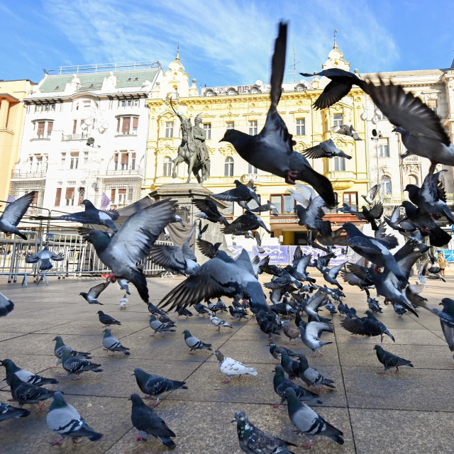 Ptice, ilustrativna fotografija