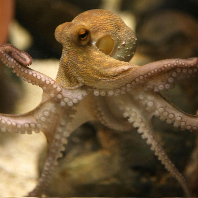 Ilustrazivna fotografija