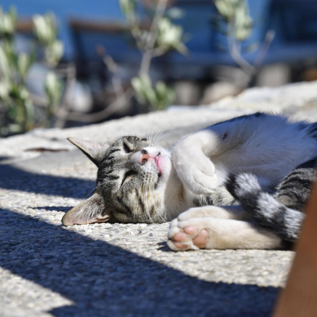 Ilustrativna fotogafija
 