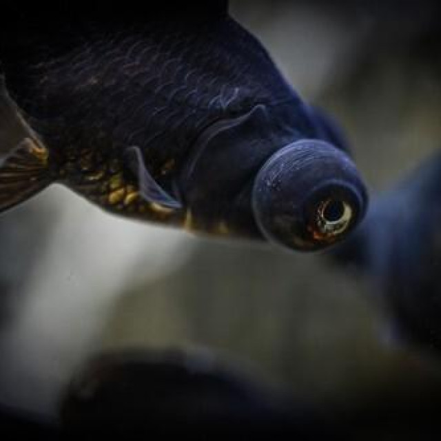 Ilustrativna fotografija