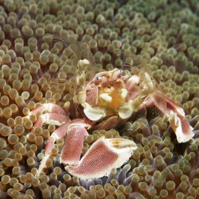 Ilustrativna fotografija