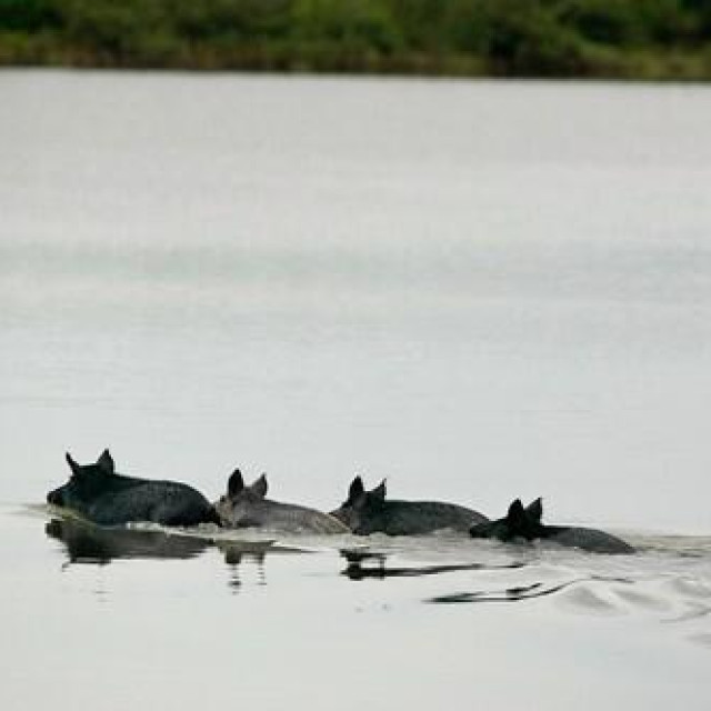 Ilustrativna fotografija