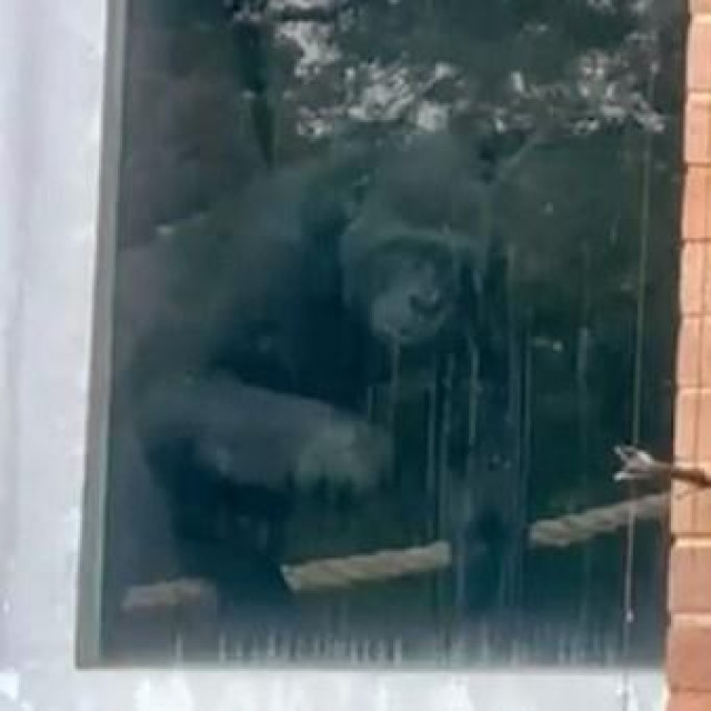 Jedan od majmuna u ZOO, snimljen u svojoj nastambi