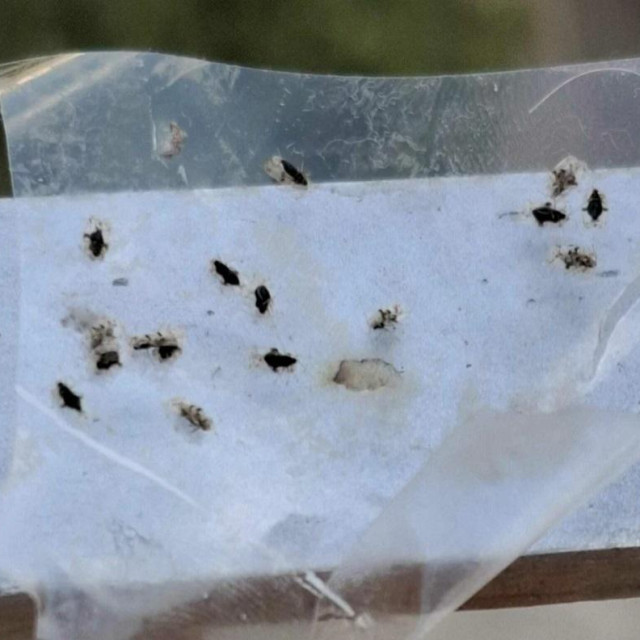 Ilustrativna fotografija stjenica