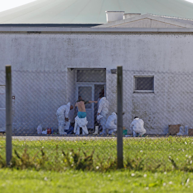 Na farmi tvrtke Belje plus Sokolovac započela je eutanazija 9829 svinja