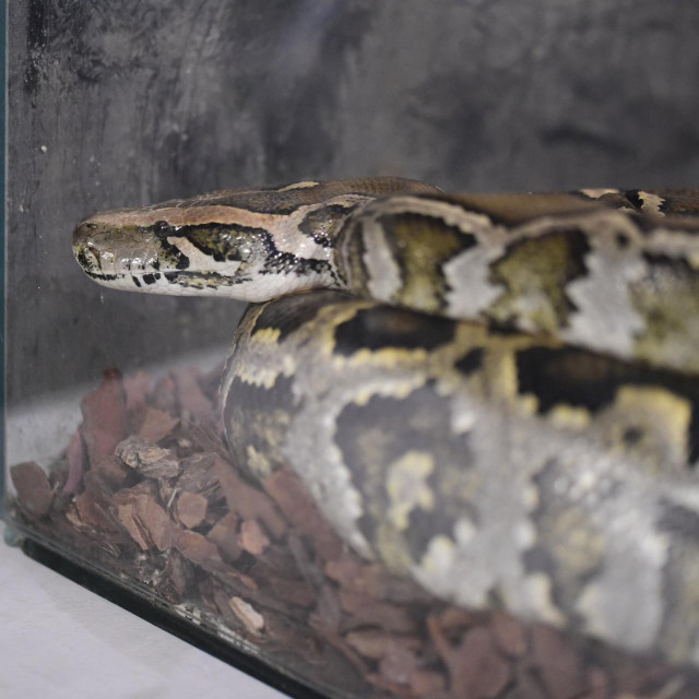 Ilustrativna fotografija