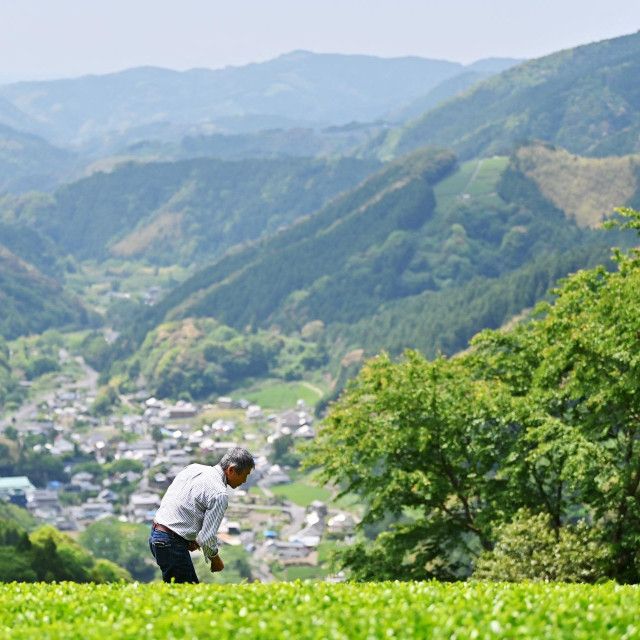 Polje matche u Japanu