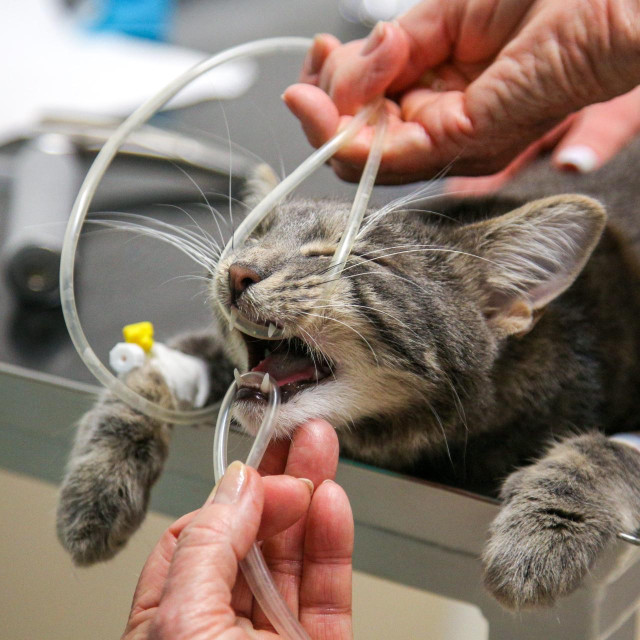 Ilustrativna fotografija