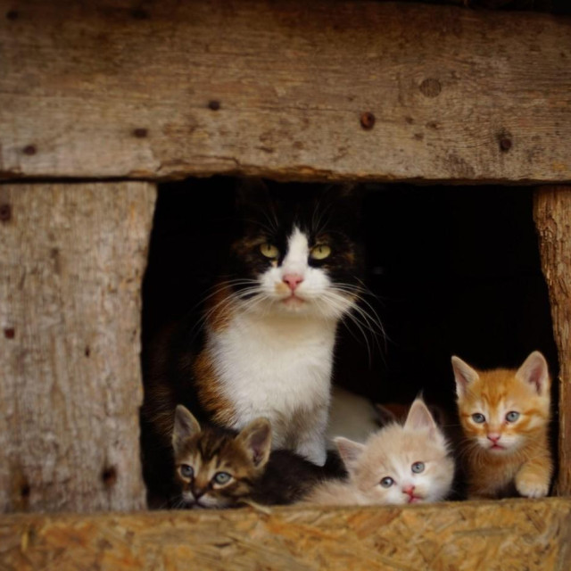 Ilustrativna fotografija