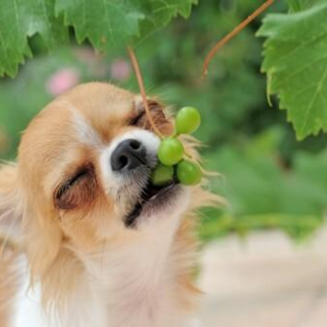 Ilustrativna fotografija