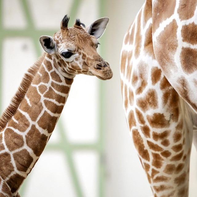 Ilustrativna fotografija