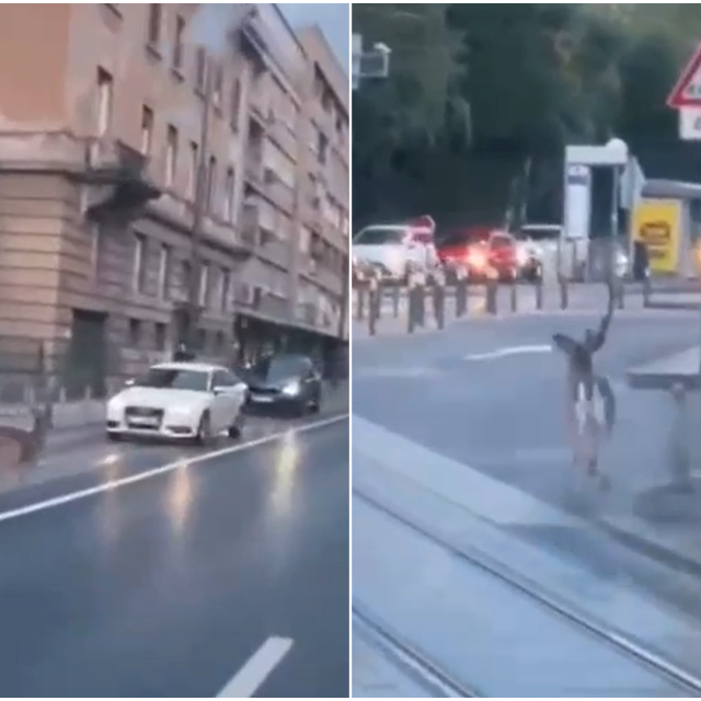 Jelen je divljao po Ribnjaku