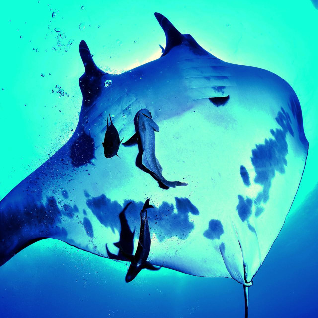 Oceanska manta ray 