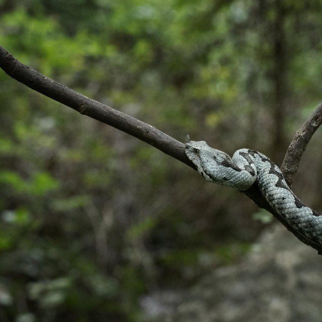 Najotrovnija zmija u Europi - toplo im je na granama, a sada su i vrlo opasni, puni otrova