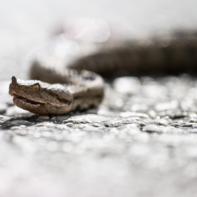 Poskok, ilustrativna fotografija
