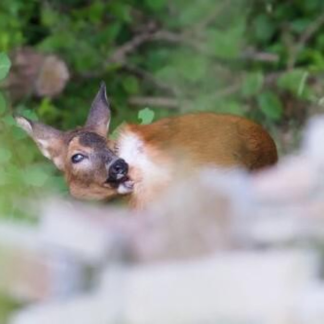 Ilustrativna fotografija